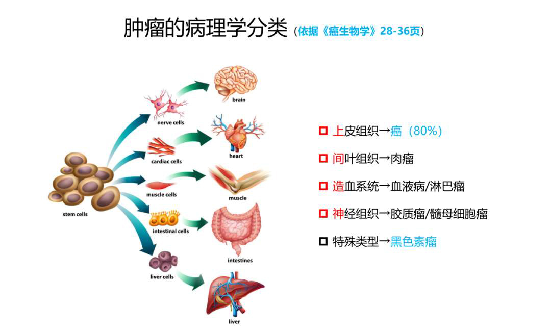 肿瘤的本质和肿瘤的分类【广东高尚医学影像】